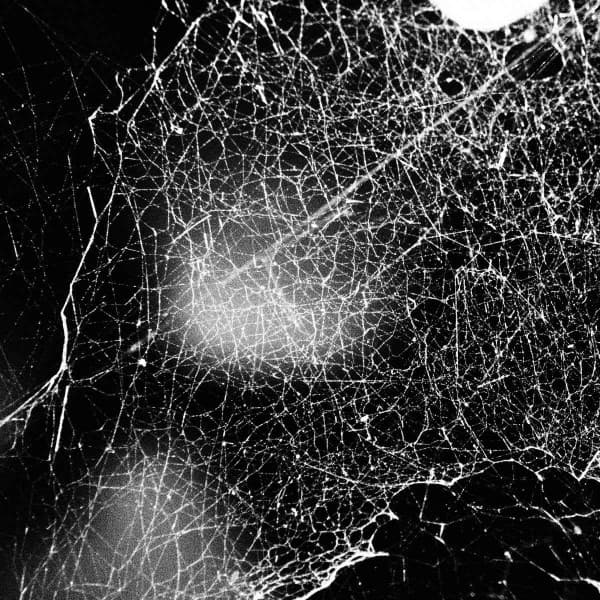 Hadopelagyal – Haematophoryktos LP