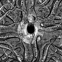 Nornahetta - The Psilocybin Tapes CD